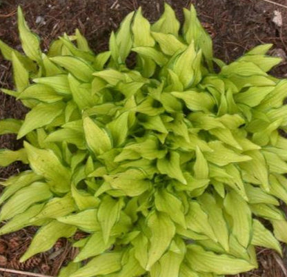 Hosta sieboldii 'Kabitan'