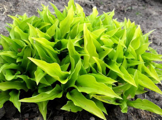 Hosta 'Lemon Lime'