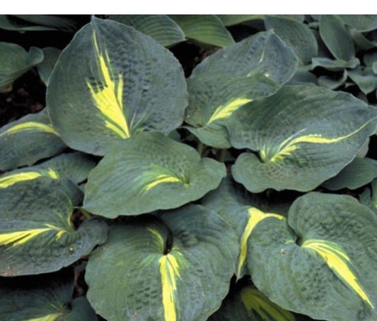 Hosta 'Thunderbolt'