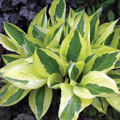 Hosta 'Yellow Polka Dot Bikini'