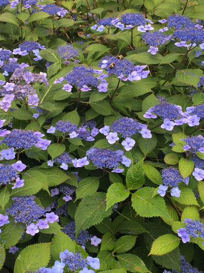 Hydrangea macrophylla 'Teller's Blue'