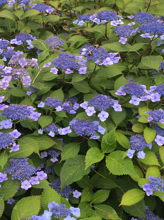 Hydrangea macrophylla 'Teller's Blue'