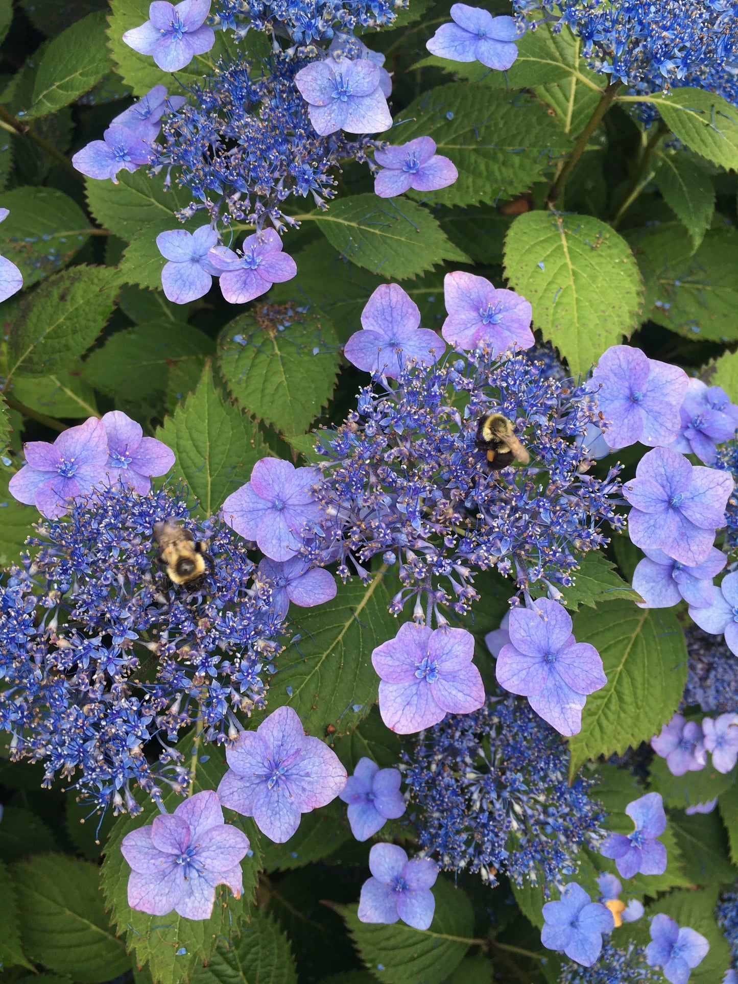 Hydrangea macrophylla 'Teller's Blue'