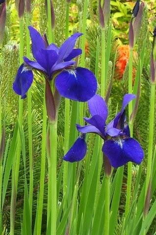 Iris versicolor