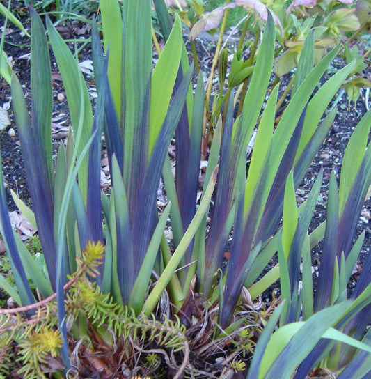 Iris versicolor 'Gerald Darby'