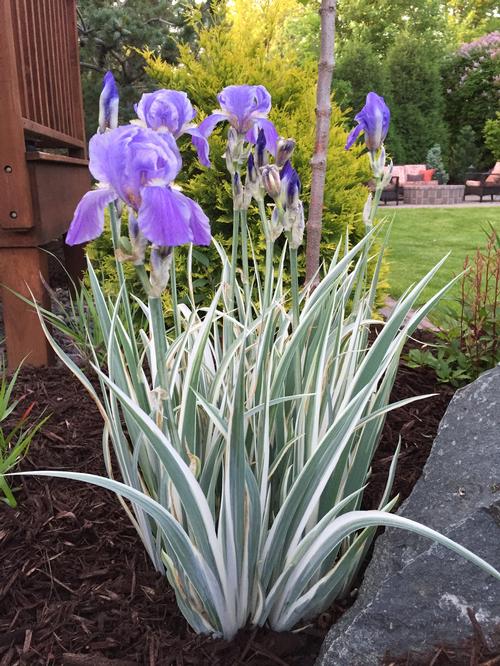 Iris pallida 'Albovariegata'