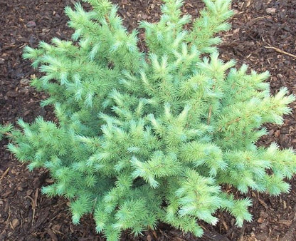 Larix kaempferi 'Peve Tunis'