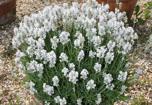 Lavandula angustifolia 'Ellagance Snow'