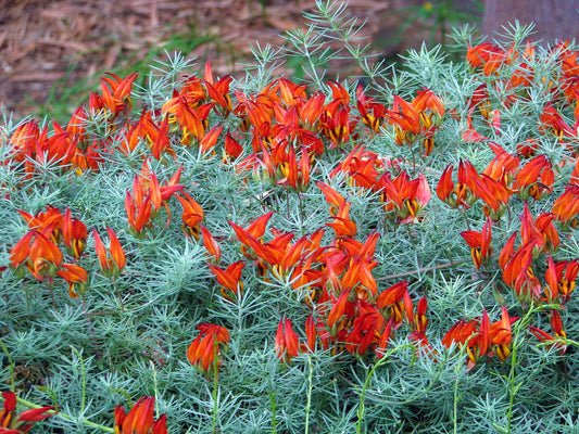 Lotus berthelotii