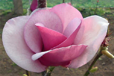 Magnolia 'Cameo'