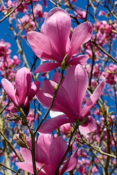 Magnolia 'Galaxy'