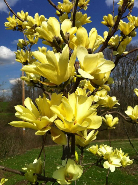 Magnolia 'Yellow Bird'