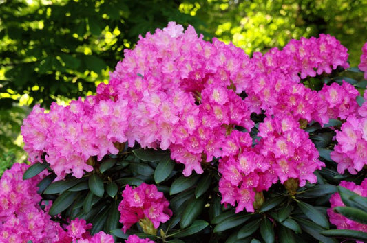 Rhododendron 'Kalinka'