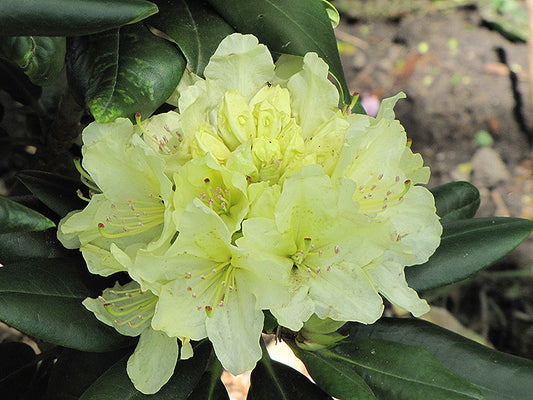 Rhododendron 'Capistrano'