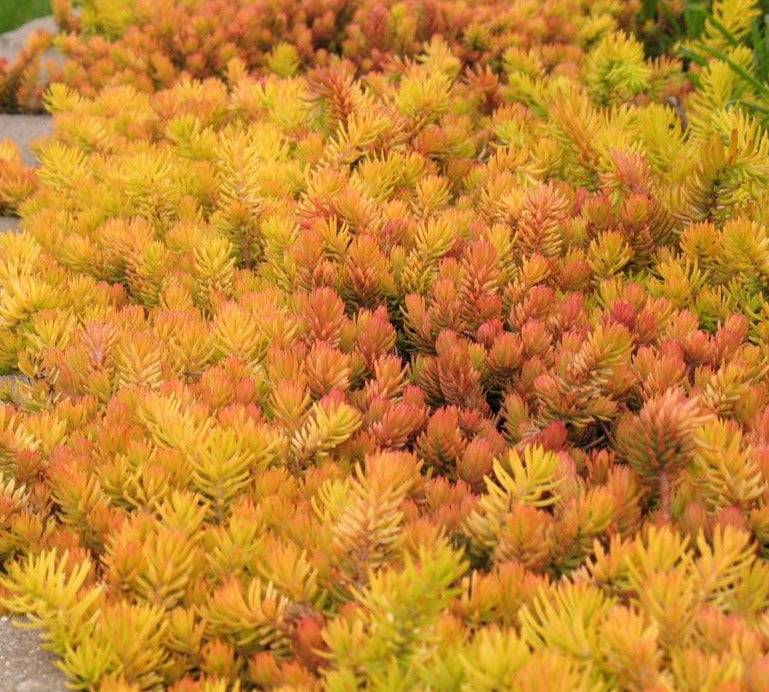 Sedum rupestre 'Angelina'