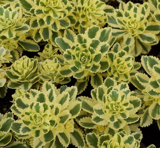 Sedum takesimense 'Atlantis'