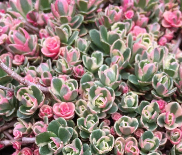 Sedum spurium 'Tricolor'