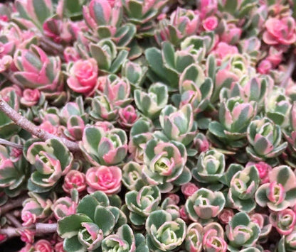Sedum spurium 'Tricolor'