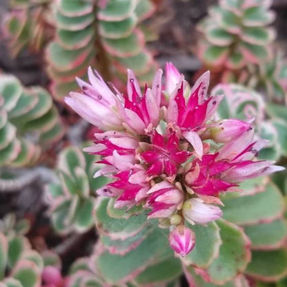 Sedum spurium 'Tricolor'