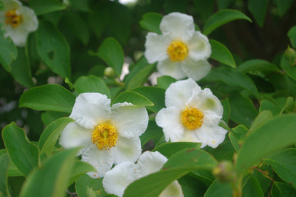 Stewartia pseudocamellia