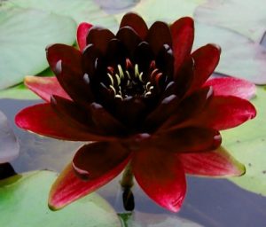 Nymphaea 'Black Princess'