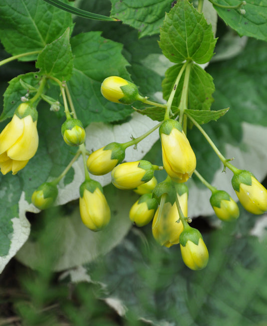 Kirengeshoma palmata